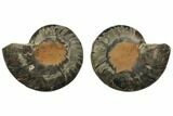 Cut/Polished Ammonite Fossil - Unusual Black Color #132597-1